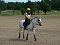 Français : Cheval équipé pour le cross vu de côté