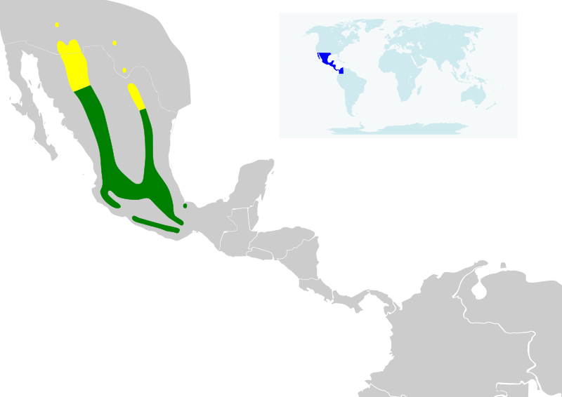 File:Lampornis clemenciae map.svg