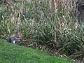 Quaker Grey Squirrel