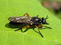 Laphria sadales