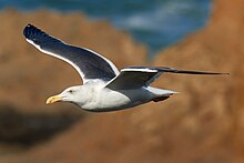 Western Gull in flight over the cliffs of Bodega Head Larus occidentalis in flight (Bodeda Head).jpg