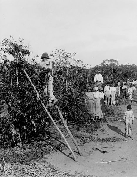 File:Lavoura de café.jpg