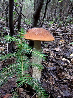 Tikrasis raudonviršis (Leccinum aurantiacum)