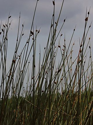<i>Lepironia</i> Genus of grass-like plants