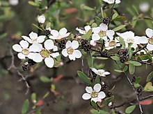 Leptospermum brevipes.jpg