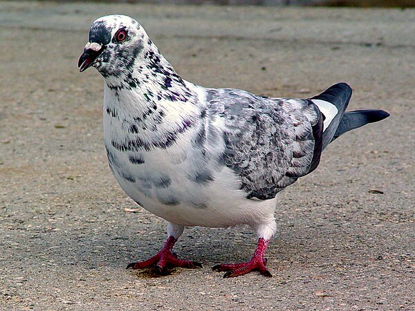 A leucistic rock dove. Both the eyes and legs are still of the normal colour.