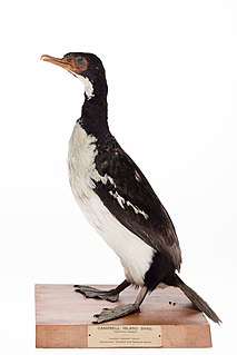 Campbell shag Species of bird