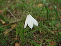 Leucojum trichophyllum.JPG