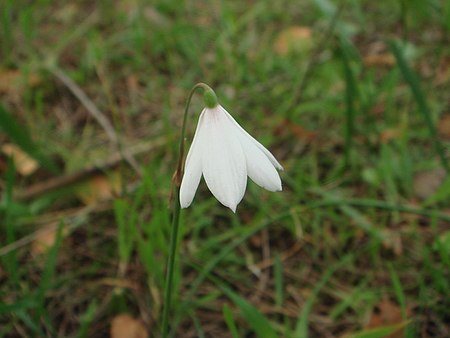 Tập_tin:Leucojum_trichophyllum.JPG