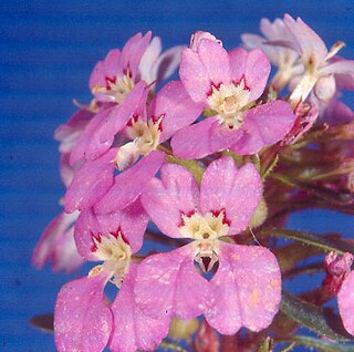 <i>Levenhookia pulcherrima</i> Species of flowering plant