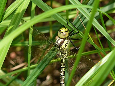 DRAGONFLY SOON AFTER METAMORPHOSIS