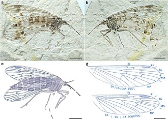 Lichnomesopsyche daohugouensis , an extinct mesopsychid scorpionfly from the Late Jurassic of China Lichnomesopsyche daohugouensis.jpg