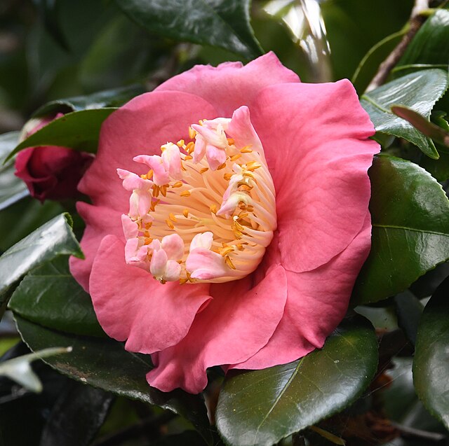Camellia sasanqua in Lilian Fraser Garden