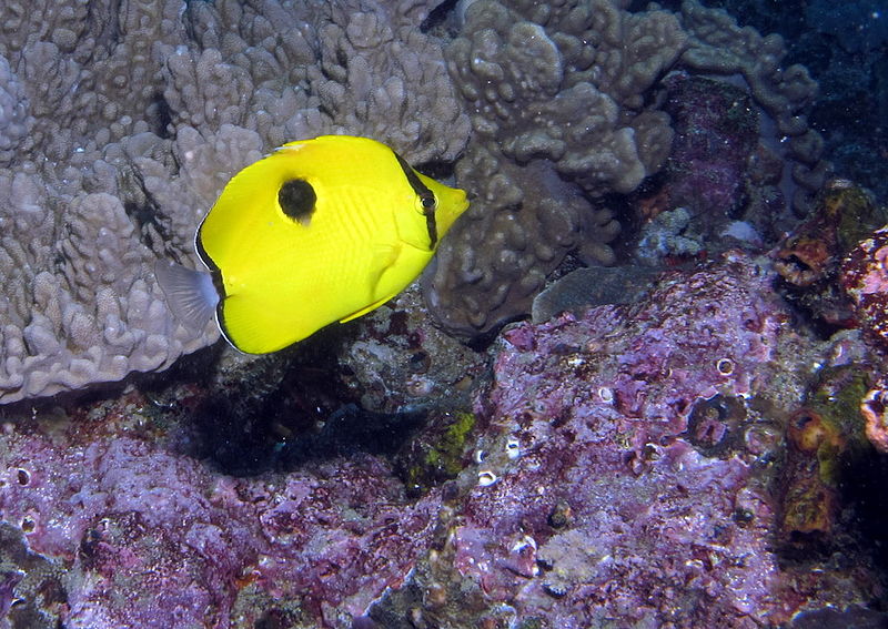 File:Limespot butterflyfish, Chaetodon unimaculatus with a background of soft coral and coralline red algae. (6074208464).jpg