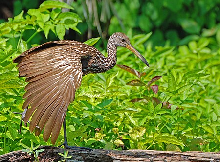 Tập_tin:Limpkin-2.jpg