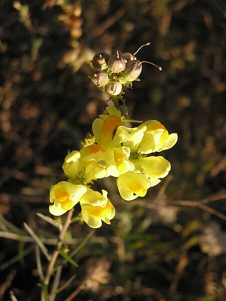 File:Linaria vulgaris Ab plant 2205.jpg