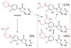 Zgoraj levo: strukturna formula nespremenjene molekule linezolida, morfolinska skupina je označene rdeče. Spodaj levo: glavni karboksilnokislinski presnovek, ki predstavlja 10 % izločene učinkovine; morfolinski obroč se je razcepil na mestu dušikovega atoma. Spodaj desno: strukturni formuli dveh različnih presnovkov, karboksilnokislinskega in laktonskega, ki sta v ravnovesju; ta presnovek predstavlja 45 % odmerka. Zgoraj desno: zgradba manj pogostega karboksikislinskega presnovka, ki predstavlja okoli 3,3 % odmerka.
