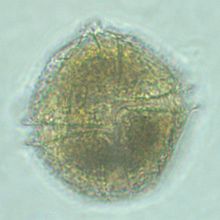 Lingulodinium polyedrum uit 2013