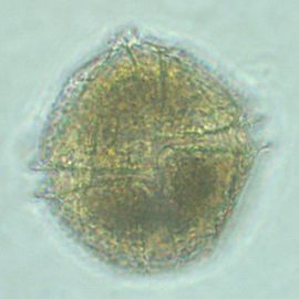 Lingulodinium polyedrum, a species of photosynthetic dinoflagellates that can cause red tides and bioluminescent displays on beaches