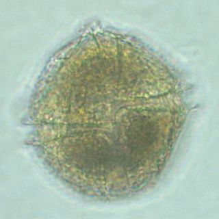 <i>Lingulodinium polyedra</i> Species of single-celled organism