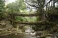 * Nomination Double Decker Living root bridges of Nongriat village in East Khasi Hills district, Meghalaya --PJeganathan 10:16, 13 July 2017 (UTC) * Promotion Good quality. --PumpkinSky 23:10, 21 July 2017 (UTC)