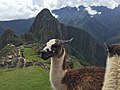 Llamas at Machu Picchu and Waynapicchu.jpg