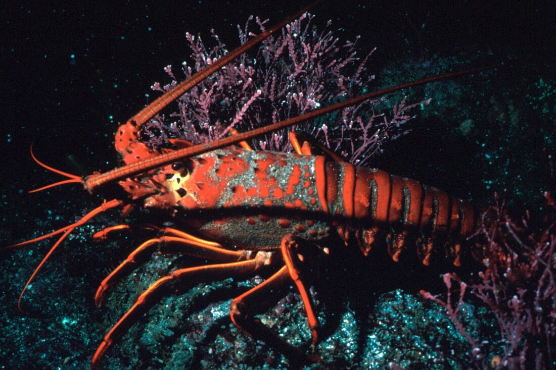 Spiny lobster