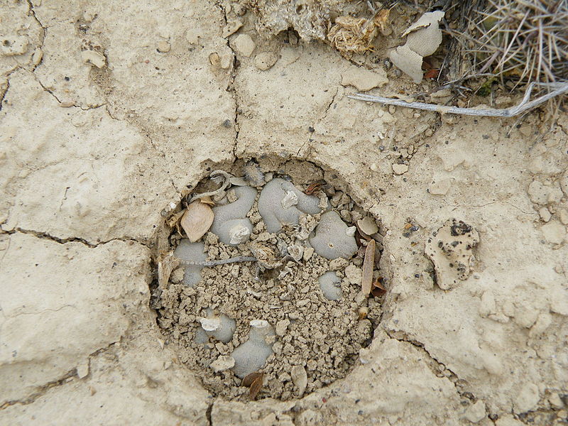 File:Lophophora williamsii (5675771985).jpg