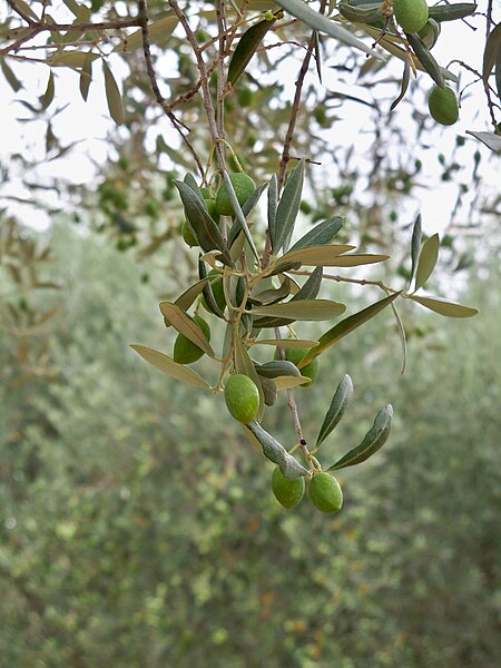 File:Lourmarin - olives aglandau au chateau.jpg