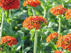 Lychnis chalcedonica1. jpg