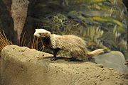 Brown and white stuffed mustelid on a rock