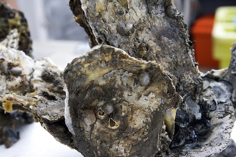 File:Lynnhaven River oysters (3821107620).jpg