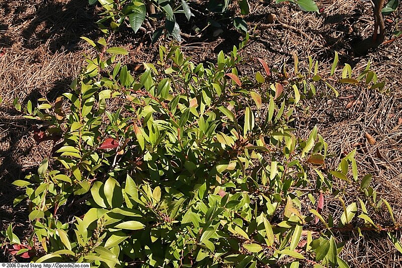 File:Lyonia lucida 3zz.jpg