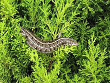 Mabuya capensis Cape Skink Femmina in Cypress tree.jpg