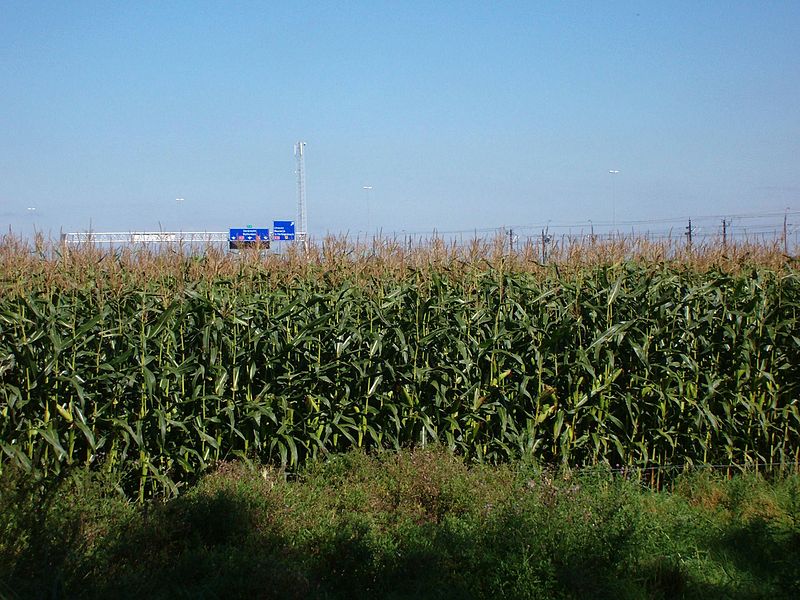 File:Maize field Breda 180905.jpg