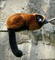 Czerwiony lemur Wari