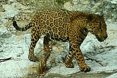 Калаш Panthera onca