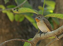 Male Red-breasted Flycatcher.jpg