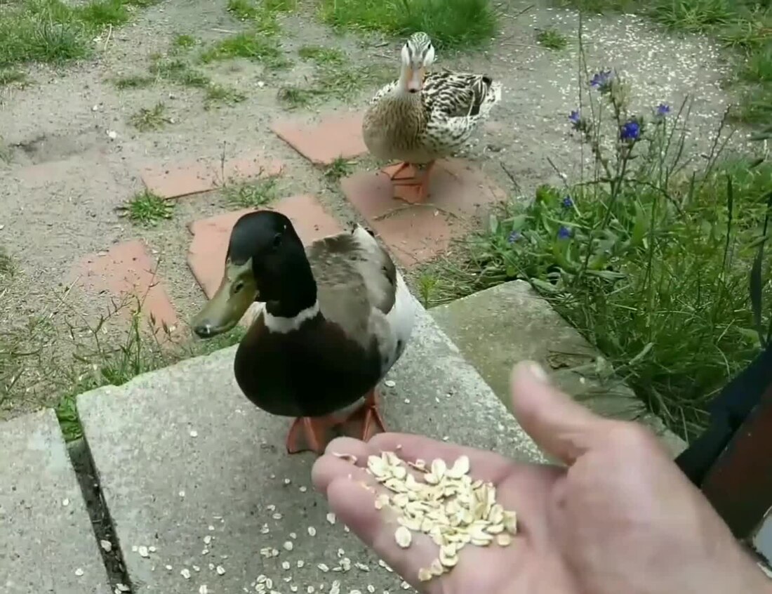 Bird feeding