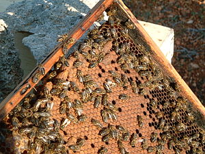 Máltai mézelő méh.JPG