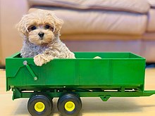 Maltipoo cachorro.jpg