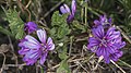 * Nomination Malva sylvestris (Common mallow). Salins de Frontignan. Frontignan, Hérault, France. --Christian Ferrer 14:51, 10 January 2016 (UTC) * Promotion  Support good quality --PIERRE ANDRE LECLERCQ 15:21, 10 January 2016 (UTC)