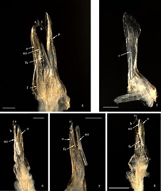 <i>Mammamia</i> Genus of millipedes