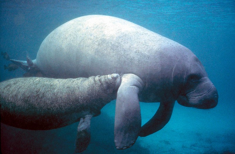 Archivo:Manatee with calf.PD - colour corrected.jpg