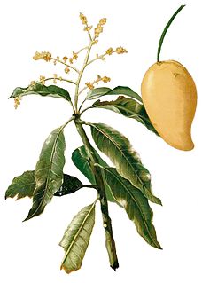 <i>Mangifera sylvatica</i> Species of tree