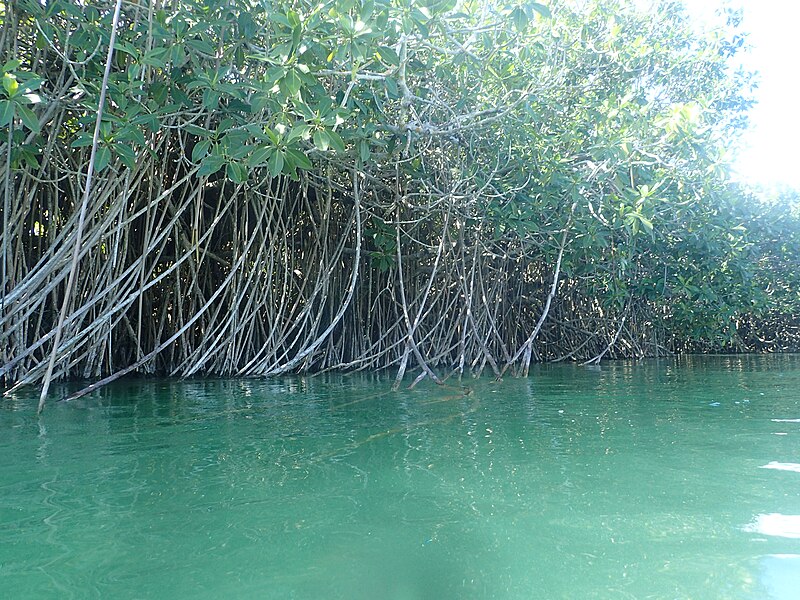 File:Mangroves, Sian Kaan Biosphere Reserve, Yucatan 2.jpg