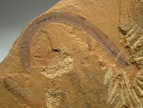 Maotianshania cylindrica, en fossil tagelmask, yngre kambrium, från Maotianshanskiffern.