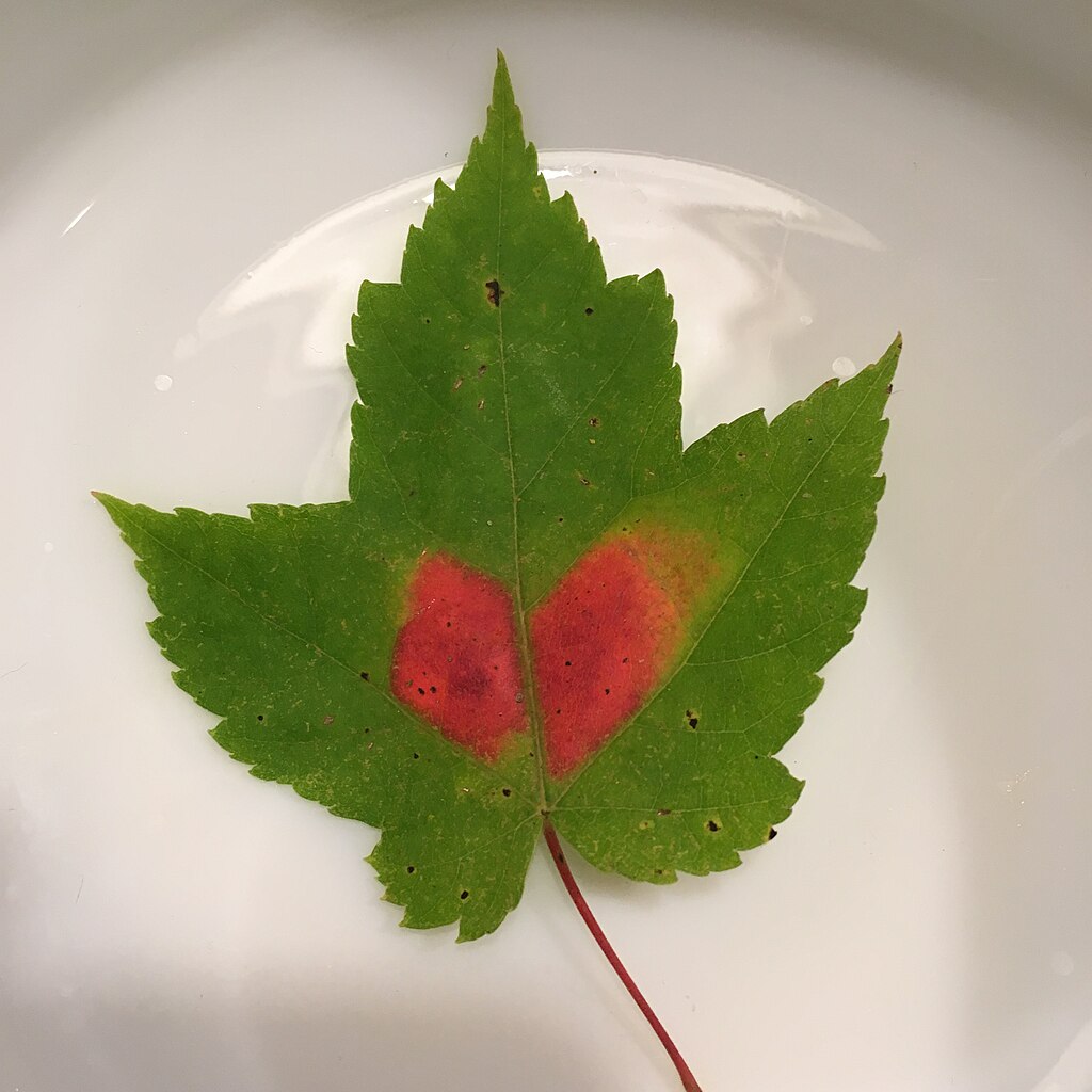 Maple leaf in October.