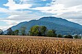 * Nomination Maize field on Ratzendorfer Straße and the Ulrichsberg (mountain) in the background, Maria Saal, Carinthia, Austria -- Johann Jaritz 02:36, 31 October 2023 (UTC) * Promotion Good quality. --Jacek Halicki 02:39, 31 October 2023 (UTC)