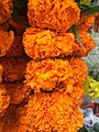 Marigold Flowers as garland for festive and special occasions in India